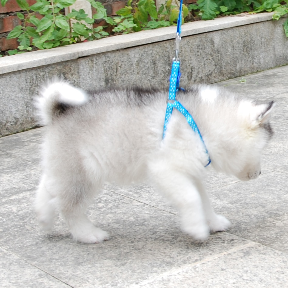 Petit-chien-chat-harnais-laisse-réglable-gilet-collier-chiot-extérieur-marche-Chihuahua-Terier-Schnauzer Petit chien chat harnais laisse réglable gilet collier chiot extérieur marche Chihuahua Terier Schnauzer