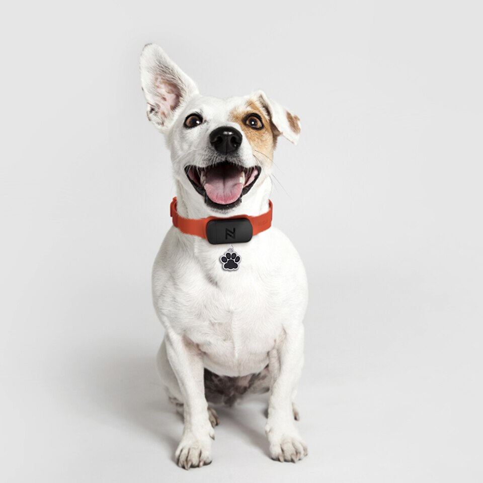 Étiquettes-personnalisées-pour-chiens-|-Étiquettes-gravées-pour-identification-des-animaux-de-compagnie,-nom-du-collier,-accessoires-pour-animaux-domestiques,-accessoires-animaux-avec-os/patte,-étiquettes-personnalisées-à-paillettes-pour-collier-de-chien Étiquettes personnalisées pour chiens | Étiquettes gravées pour identification des animaux de compagnie, nom du collier, accessoires pour animaux domestiques, accessoires animaux avec os/patte, étiquettes personnalisées à paillettes pour collier de chien